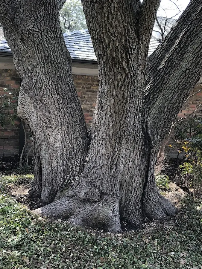 Mature heritage tree close to a Yuma property cared for by certified arborists